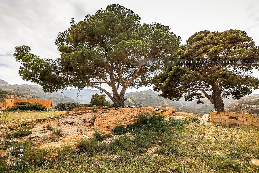 Le site archéologique de Honaïne  Dar El Imam