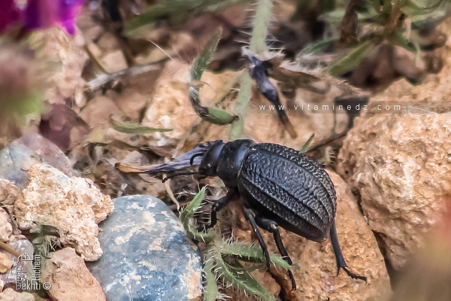 Pimelia est un genre d'insectes coléoptères de la famille des Tenebrionidae.