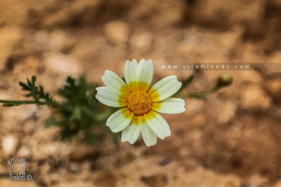 Glebionis coronaria Shungiku Chrysanthème comestible