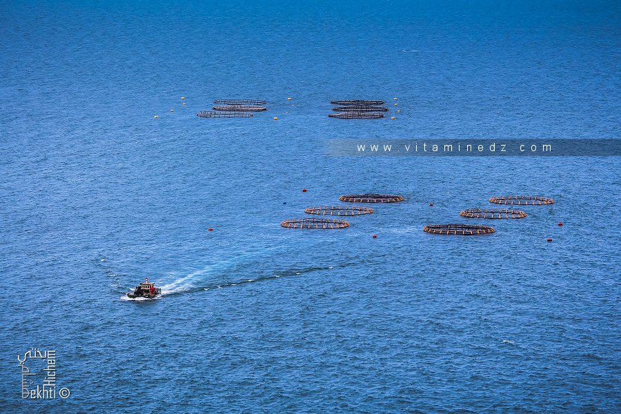 Ferme piscicoles à Honaïne (Tlemcen)
