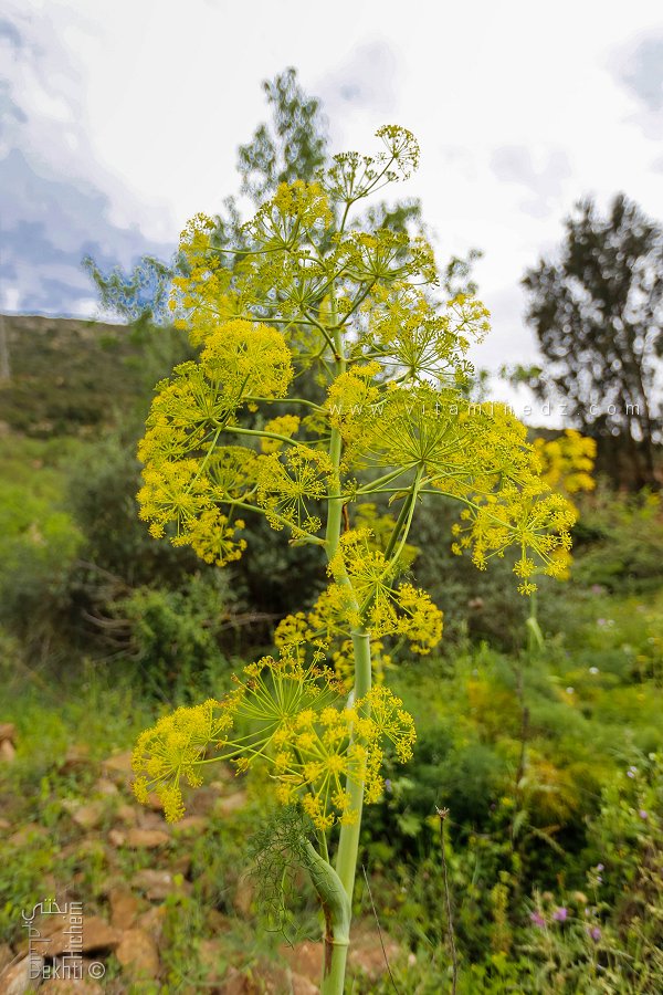 La Férule commune (Ferula communis)