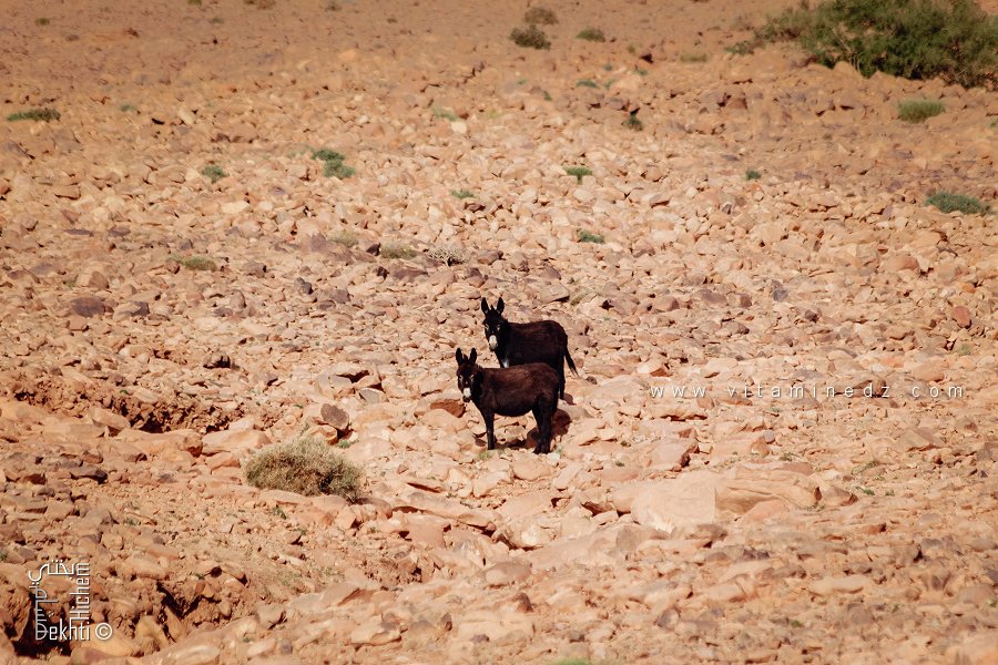 L'âne animal de locomotion idéal au par national de Djebel Aissa
