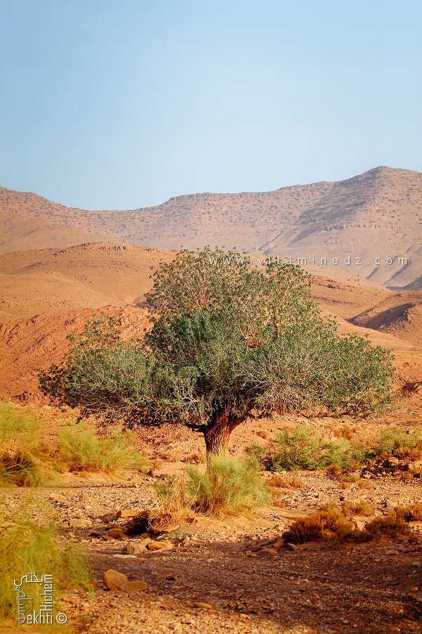 Parc national de Djebel Aissa et Régénération végétale