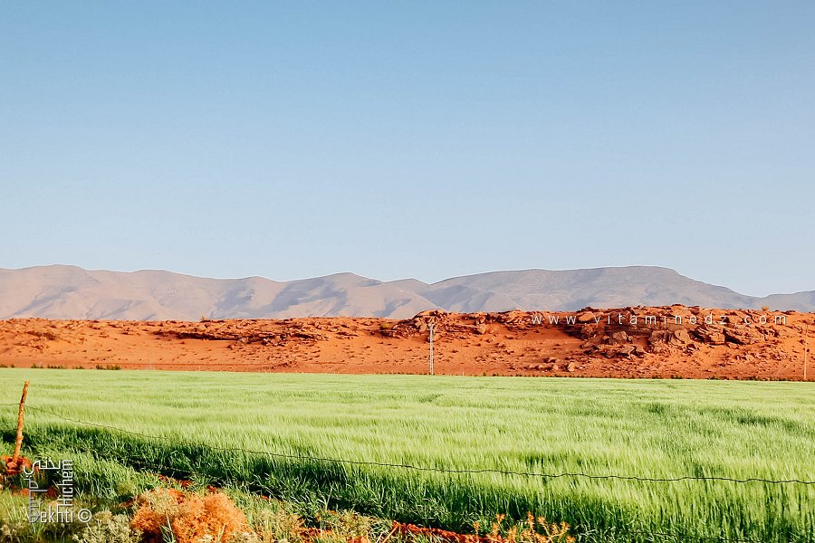 Culture céréalière dans les vastes territoires du Parc de Djbel Aissa