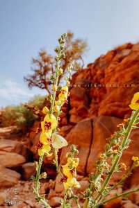 نبتة البُوصِيرُ