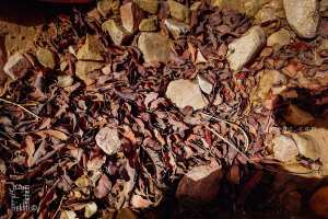 Feuilles mortes du Pistachier de l'Atlas