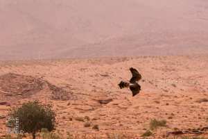 مُرْزَة سوداء أو هار أسود بحظيرة جبل عيسى ولاية النعامة