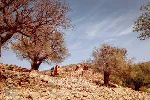 الحفاظ على تنوع الطبيعة: جبل عيسى كنموذج للإدارة المستدامة والتنمية الإقليمية