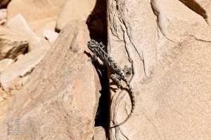 Parc national de Djebel Aissa : Le Lézard du sagebrush : Un Saurien Adapté aux Milieux Arides