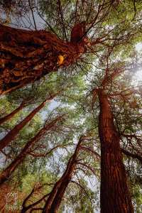 Fôret au Parc national de Djebel Aissa