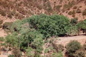 غابة في منتزه جبل عيسى الوطني