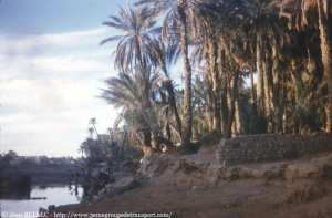 Palmeraie de Béchar