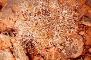 Parc national de Djebel Aissa : Plante sauvage asséchée