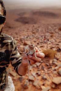 Agame variable (Trapelus mutabilis) au Parc national de Djebel Aissa