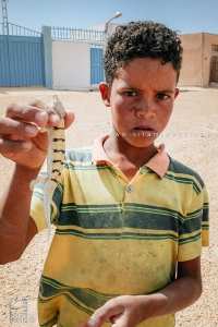 Enfant du Souf tenant un poisson des sables (Cherchmana)