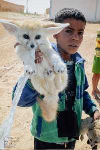 Le Fennec est considéré comme l'un des animaux emblématiques de l'Algérie.