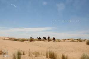 Désert du Souf (Commune Mih Ouensa, Wilaya de d'El Oued)