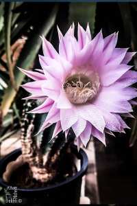 Echinopsis (Cactus oursin)