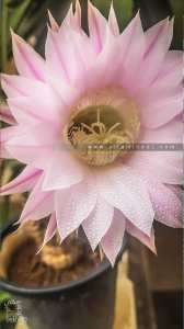 إشينوبسيس (صبار القنفذ)