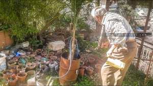 Comment doit travailler un pépiniériste de plantes aromatiques?