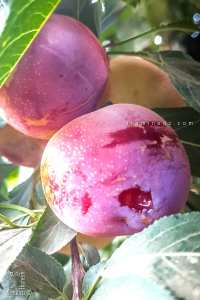 Grosses prunes (Prunus domestica ou prune européenne)