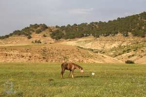 Commune de Aouf : Forêt de Ain Al yhoudi