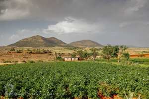 Agriculture à la commune de Aouf (Wilaya de Mascara)