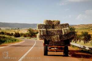 Agriculture céréalière à la commune de Aouf (Wilaya de Mascara)