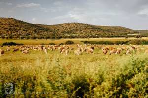L'élevage est très présent dans les pâturages de la plaine de Ghriss (Mascara)