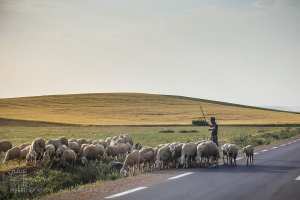 Cheptel de la plaine de Ghriss