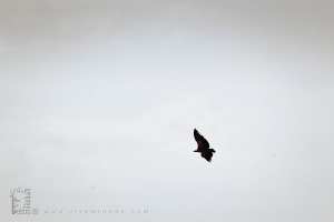 Aigle Royal au Parc National du Djurdjura