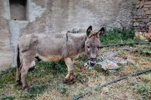 Notre fidèle compagnon l'âne.