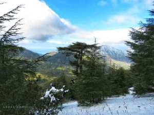 غابات الأرز الاطلسي في جبال تاكوشت بخراطة