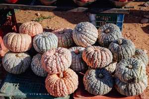 Grosses citrouilles du désert : le fruit de la patience et de la terre
