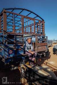 Petit vendeur de bétail : la relève des traditions