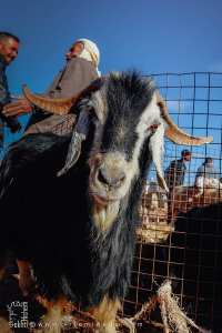 Petite chèvre faisant la pose : l’innocence du marché