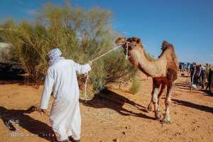 Marché aux dromadaires : un chamelier et son compagnon du désert