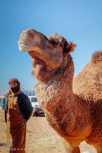 Superbe chameau roux et touffu : la fierté du marché