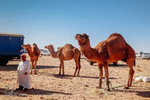 Un homme de petite taille avec trois chameaux : grandeur d’esprit et complicité