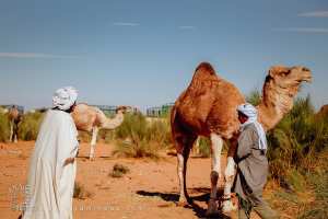 Vieux éleveur de chameaux : sagesse du désert