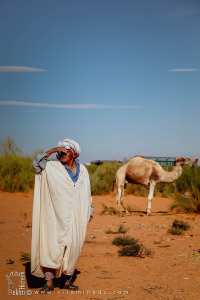 Vieil éleveur attentif à ses chameaux : tendresse et dévouement sahariens
