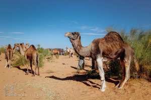 Dromadaires mis en vente : le marché du désert en pleine effervescence