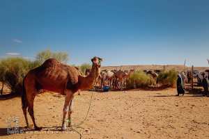 Dromadaire en attente d’acheteur : destin partagé entre voyage et abattage