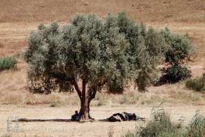 Belle image d'une vache et son berger assis à l'ombre d'un grand olivier, Commune de Hounet, Wilaya de Saïda