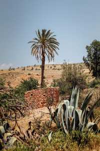 Plante agave, un vieux palmier, une vieille bâtisse en pierre, Commune de Hounet, Wilaya de Saïda