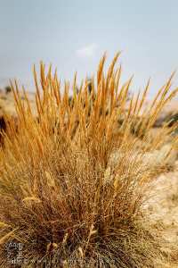 Plante Halfa, Commune de Hounet, Wilaya de Saïda