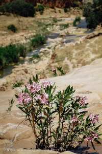 Laurier rose aux abords de Oued Hounet, Commune de Hounet, Wilaya de Saïda