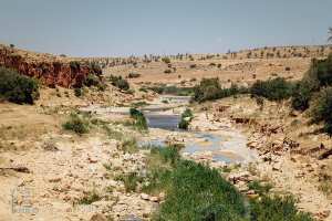 وادي هونة والنباتات الكثيفة المحيطة به، دفلة، قصب، بلدية هونة، ولاية سعيدة