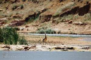 لقلق على ضفاف وادي هونة، بلدية هونة، ولاية سعيدة