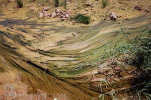 طحالب خضراء تغزو وادي هونة، بلدية هونة، ولاية سعيدة